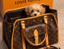 Louis Vuitton — сумка-переноска для собак